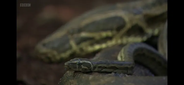Central African rock python (Python sebae) as shown in Africa - Congo